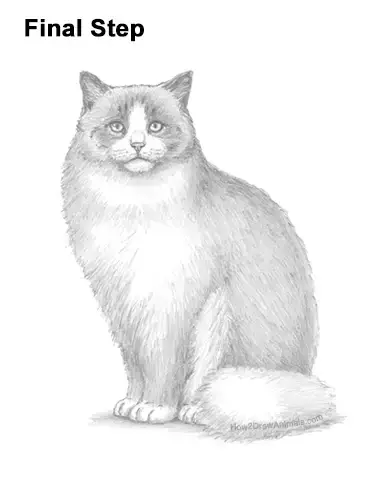 How to Draw a Ragdoll Cat Sitting