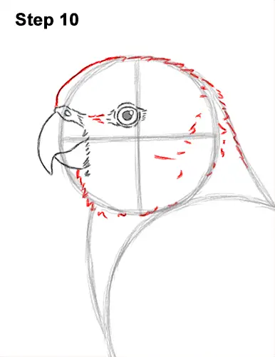 How to Draw Rainbow Lorikeet Bird 10