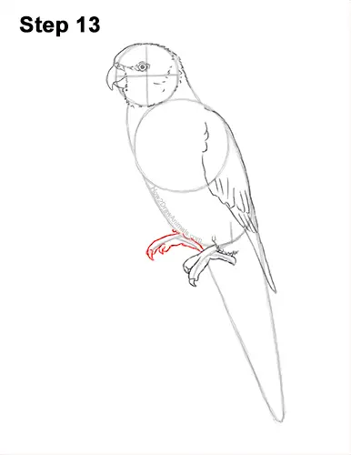 How to Draw Rainbow Lorikeet Bird 13
