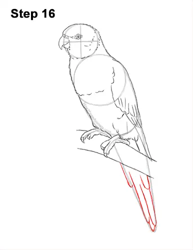 How to Draw Rainbow Lorikeet Bird 16