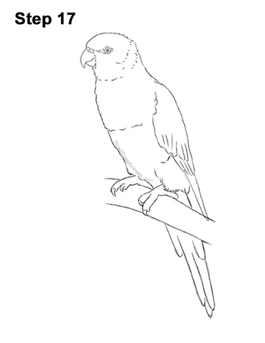 How to Draw Rainbow Lorikeet Bird 17