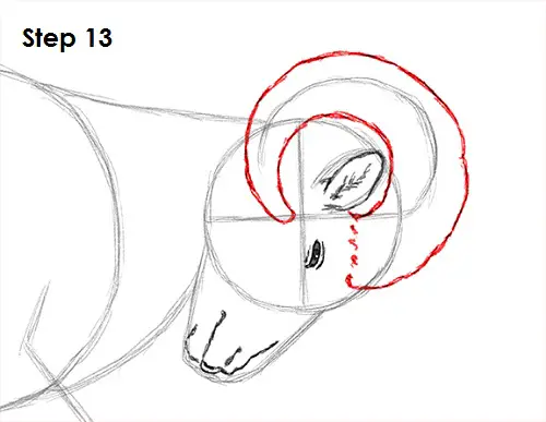 Draw Bighorn Ram 13