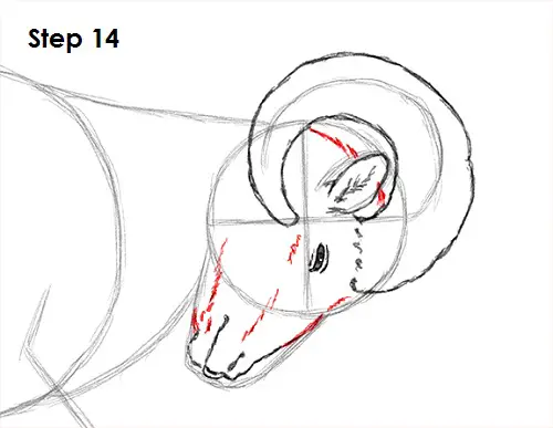 Draw Bighorn Ram 14