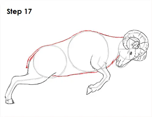 Draw Bighorn Ram 17