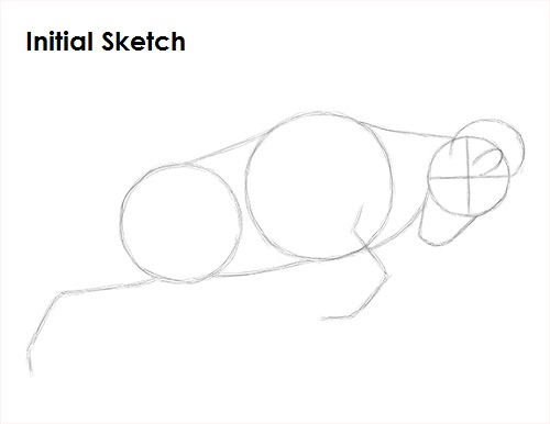 Draw Bighorn Ram Initial Sketch