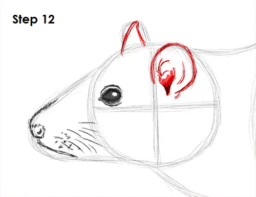 Draw Rat 12
