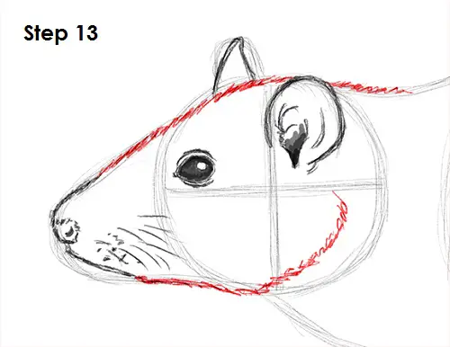 Draw Rat 13