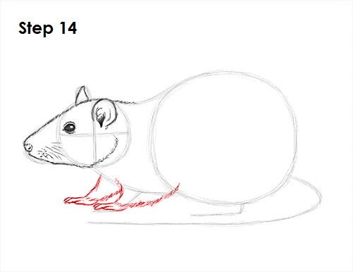 Draw Rat 14