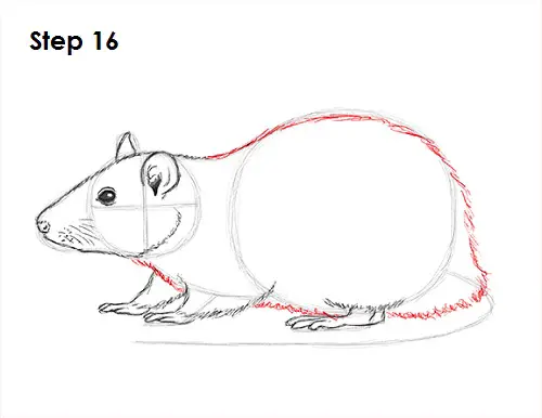 Draw Rat 16