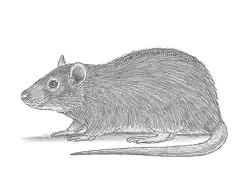 How to Draw a Fancy Rat Side View