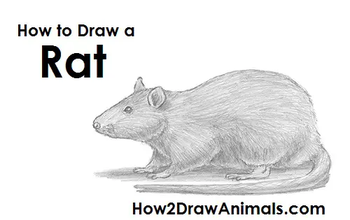 Draw Rat