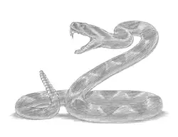 How to Draw a Rattlesnake