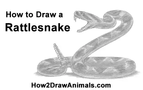 diamondback rattlesnake head drawing