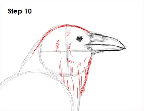 Draw Raven Bird 10