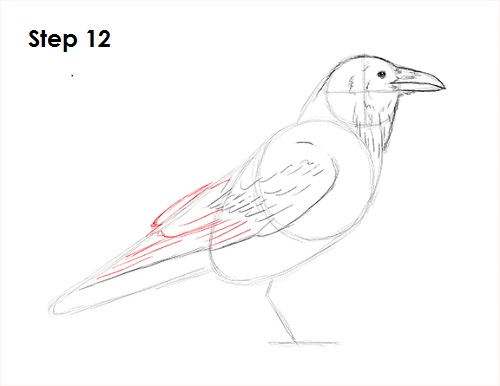 Draw Raven Bird 12
