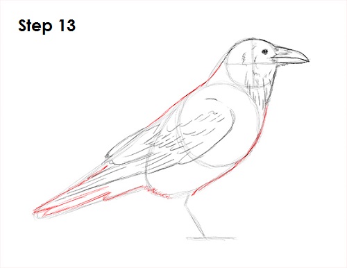 Draw Raven Bird 13