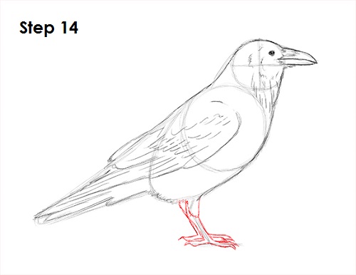 Draw Raven Bird 14