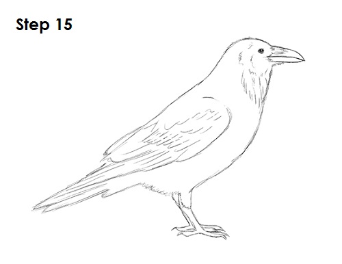 How to Draw a Raven (or Crow)