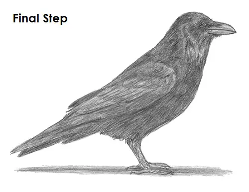 Draw Raven Bird
