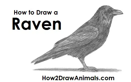 Draw Raven Bird