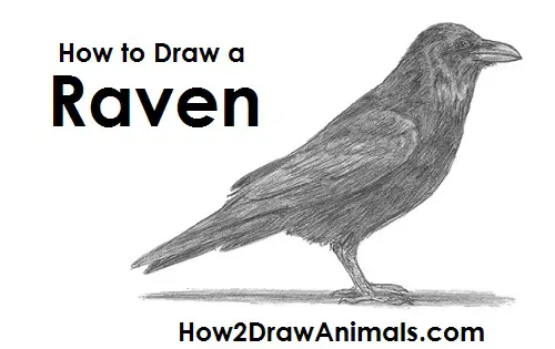 How To Draw a Black Raven Bird  Easy Tutorial for Kids  Rainbow  Printables