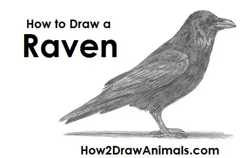 ravens birds drawing