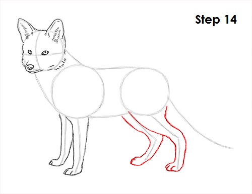 Draw Red Fox 14