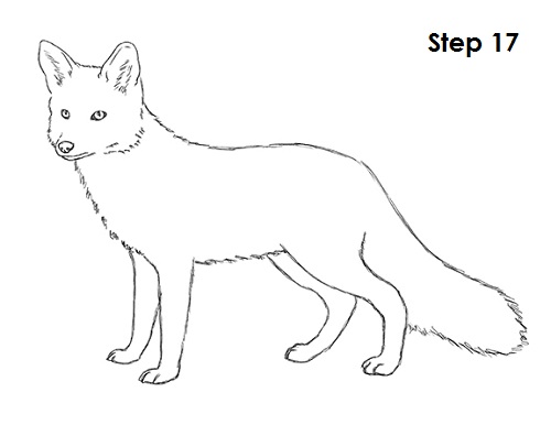 Draw Red Fox 17