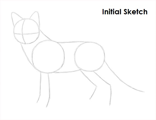 Draw Red Fox Sketch