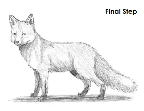 Draw Red Fox Final