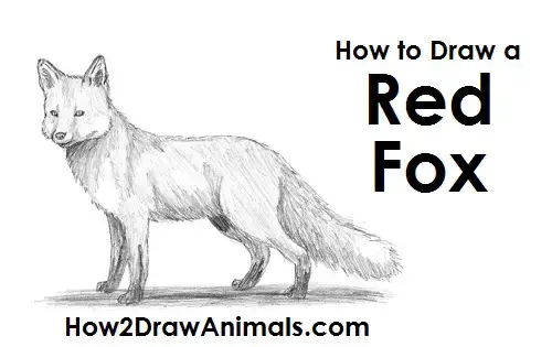Orkan håndbevægelse Skal How to Draw a Fox (Red Fox) VIDEO & Step-by-Step Pictures