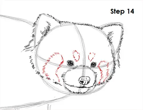 Draw Red Panda 13