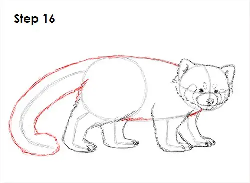 Draw Red Panda 16