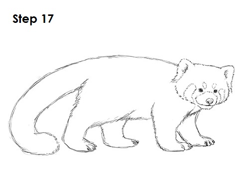 Draw Red Panda 17