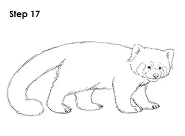How To Draw A Red Panda