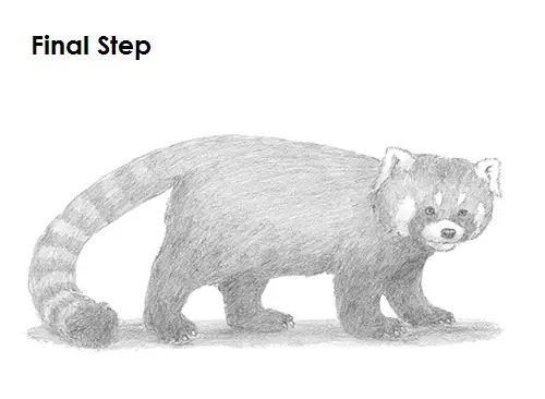 Draw Red Panda Last