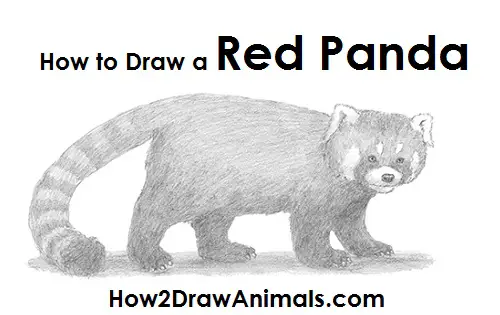 Red panda graphic sketch handdrawn portrait Vector Image