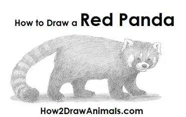 How To Draw A Red Panda