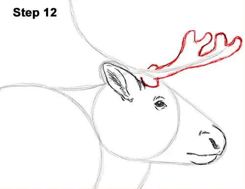 Draw Reindeer Caribou 12