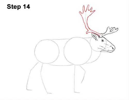 Draw Reindeer Caribou 14