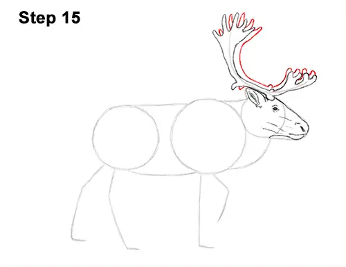 Draw Reindeer Caribou 15