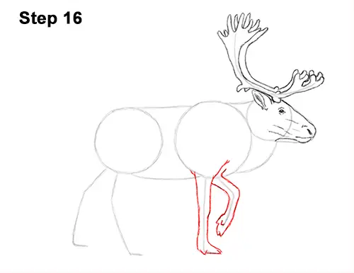 Draw Reindeer Caribou 16