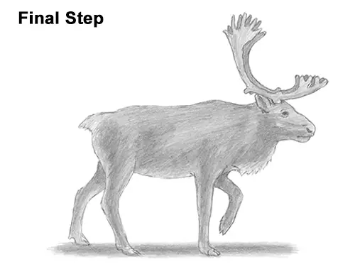 Draw Reindeer Caribou Last