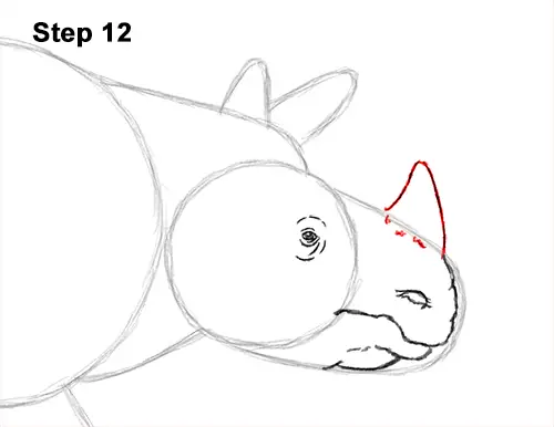 How to Draw an Indian Greater One Horned Rhinoceros 12