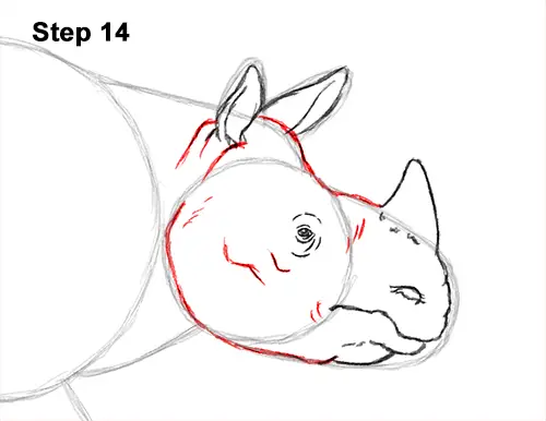 How to Draw an Indian Greater One Horned Rhinoceros 14