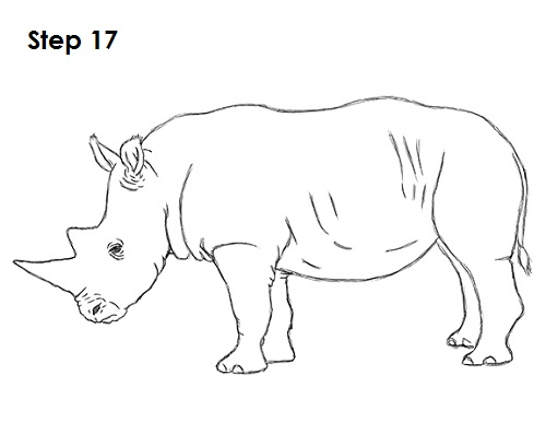 sumatran rhinoceros drawing