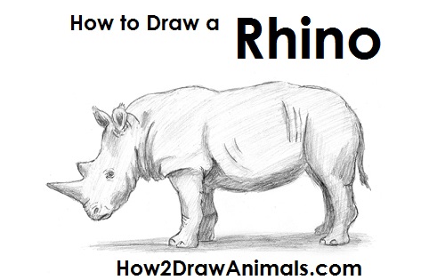 Draw Rhinoceros