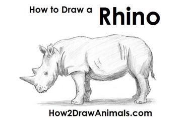 How to Draw a Rhinoceros VIDEO & Step-by-Step Pictures