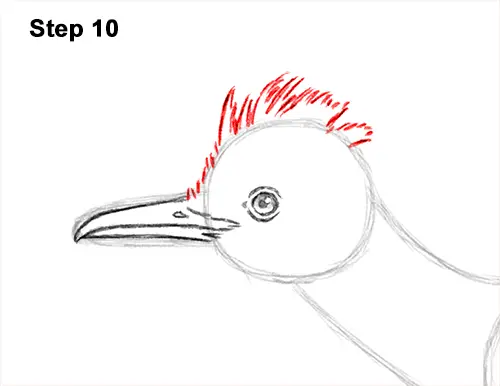 How to Draw a Greater Roadrunner Running 10