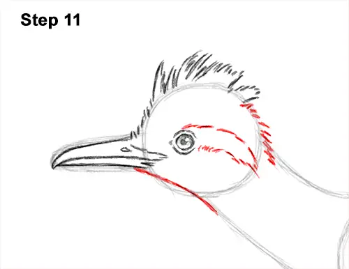How to Draw a Greater Roadrunner Running 11